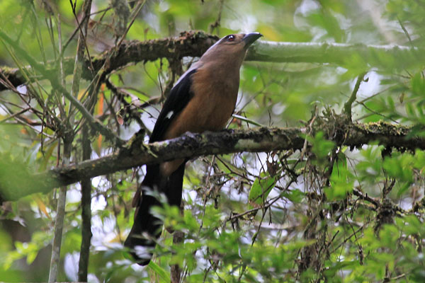 Bornean Treepie